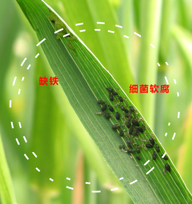 蚜虫_图片编号2.jpg